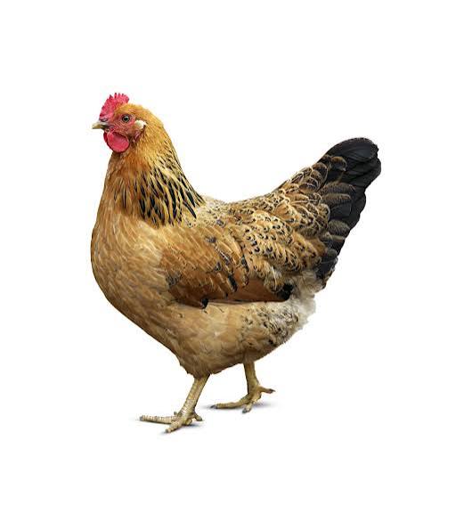 দেশী মুরগী